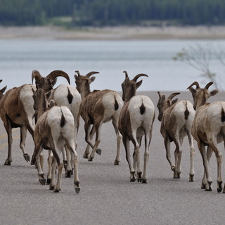 Jasper NP - Bighorn sheeps